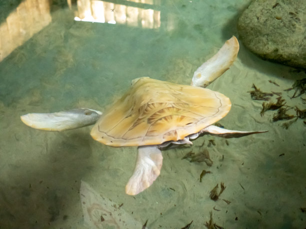 水生生物多样性背景