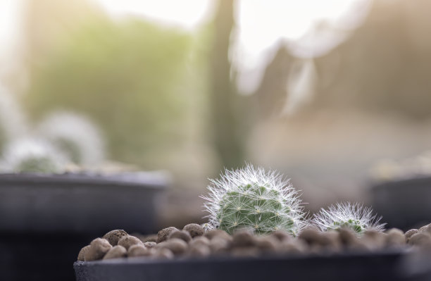 多肉植物种植园