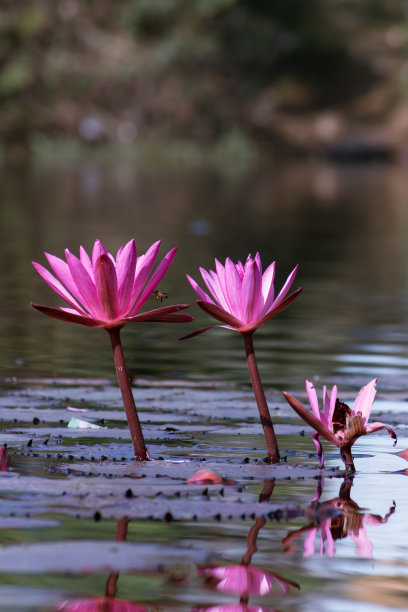 粉红睡莲花