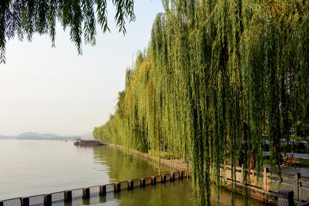 杭州西湖树木