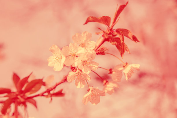 樱花 花的壁纸 高清图片