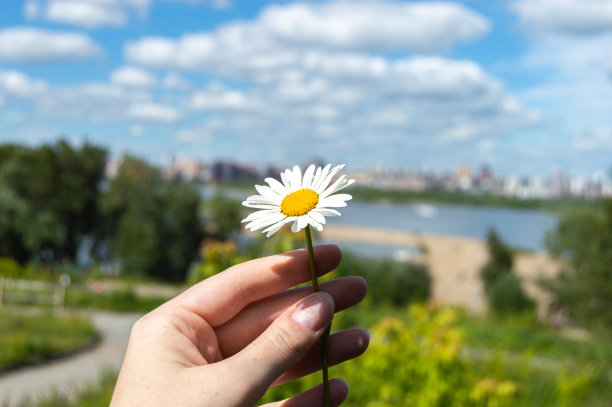 夏天,黄色,芳香的