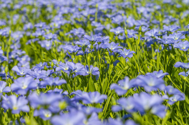 亚麻花