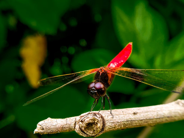 红色的蜻蜓