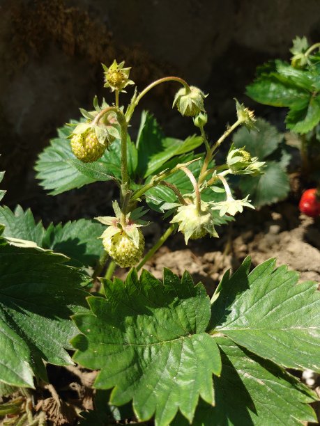 草莓开花,白色花