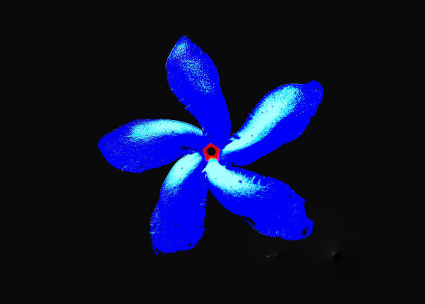 科技风蓝色光效花朵