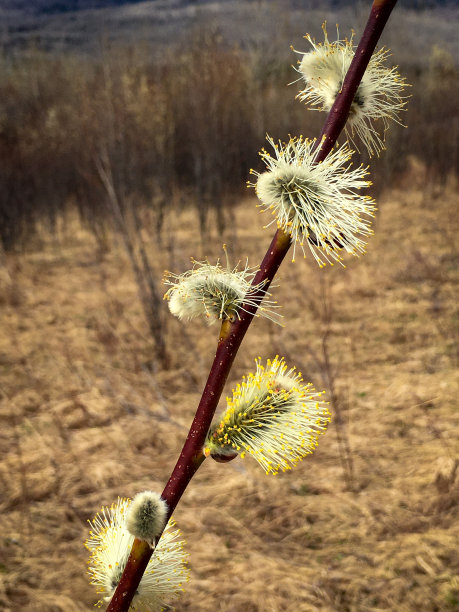 荒野黄花