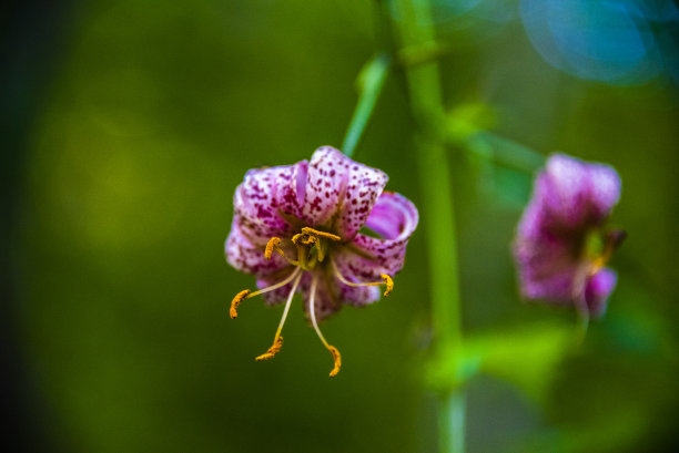 粉色花朵春季春暖花开设计素材