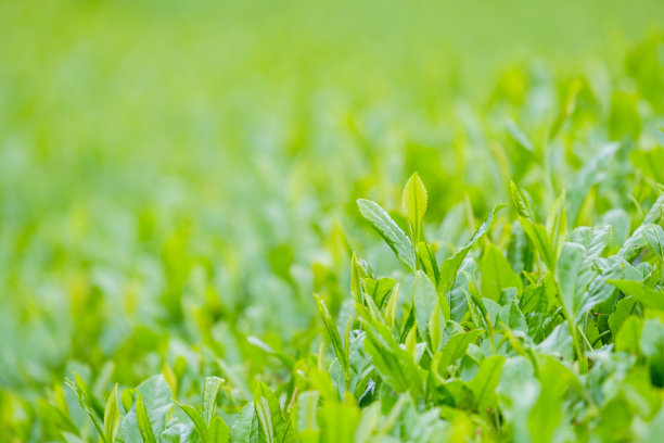 茶园 茶叶 绿茶 绿色 植物 