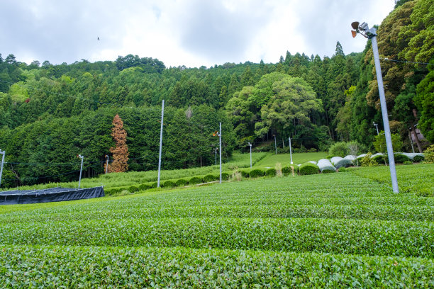 新凡茶园