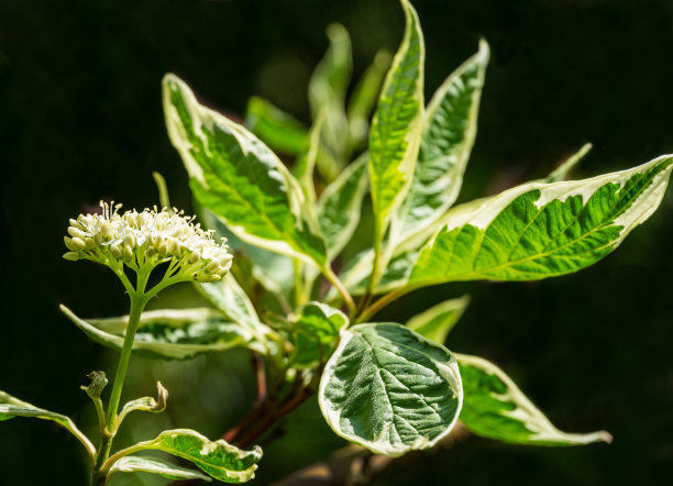 植树节素材