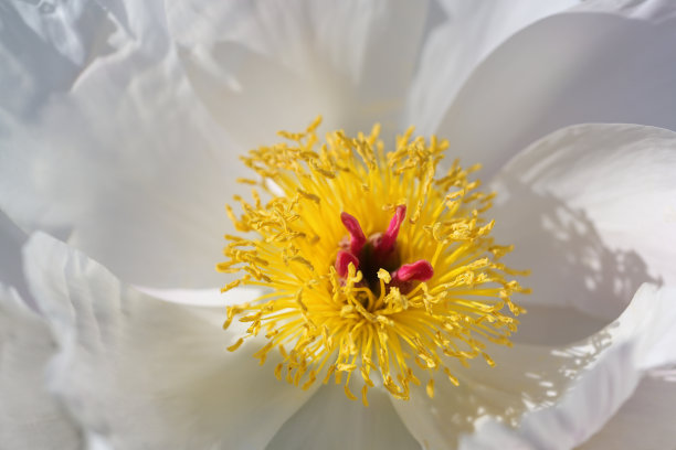 牡丹花瓣花蕊