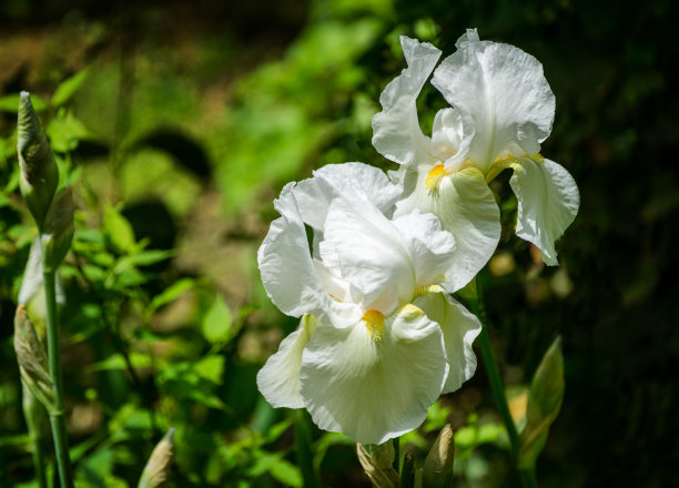 彩虹花海