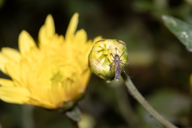 蚊子花