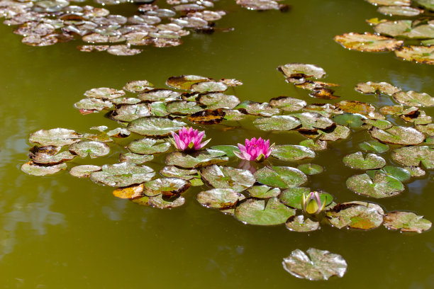 水生花卉