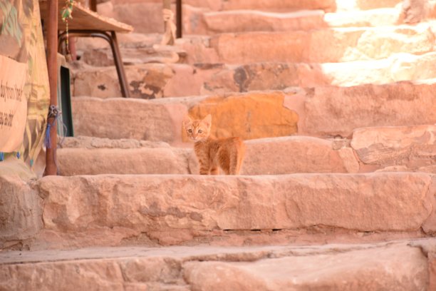 石阶上的猫