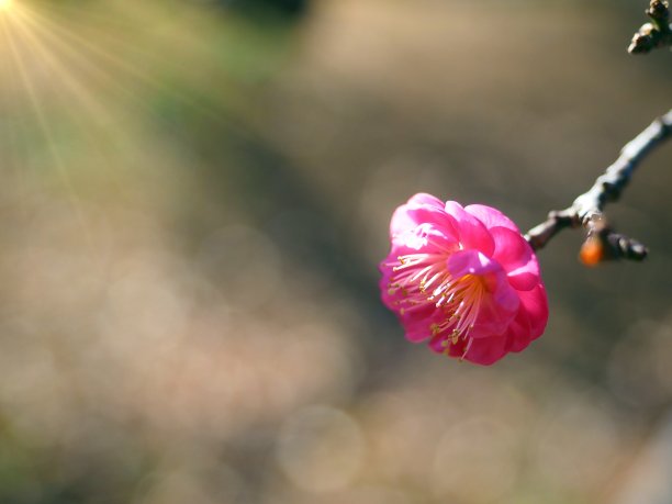 枇杷开花