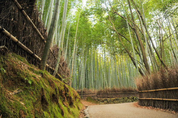 竹林幽静小路