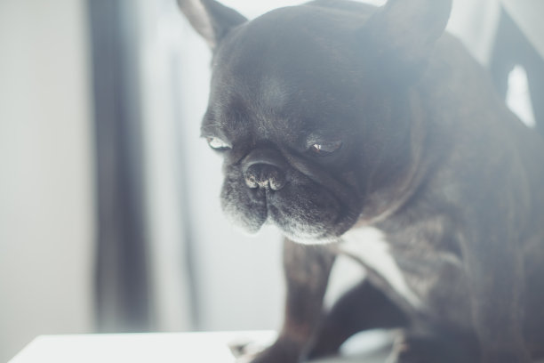 孤单狗犬小狗孤独寂寞