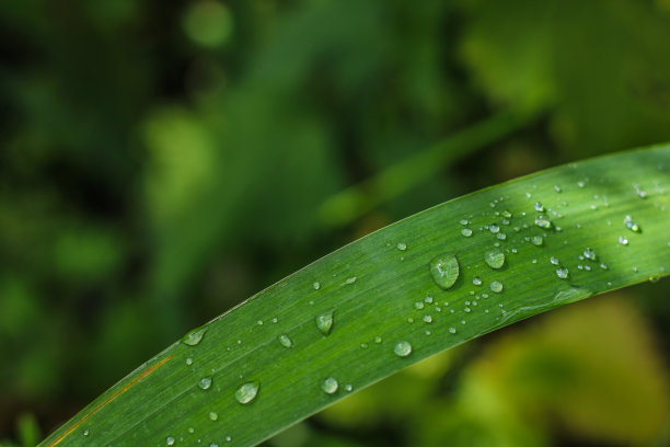 草与露水特写