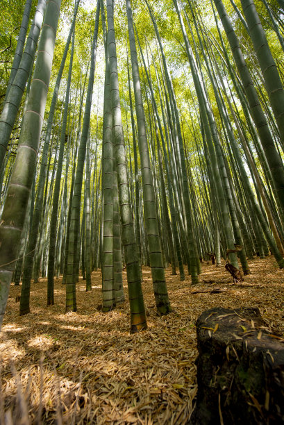 竹林风光,竹林背景素材