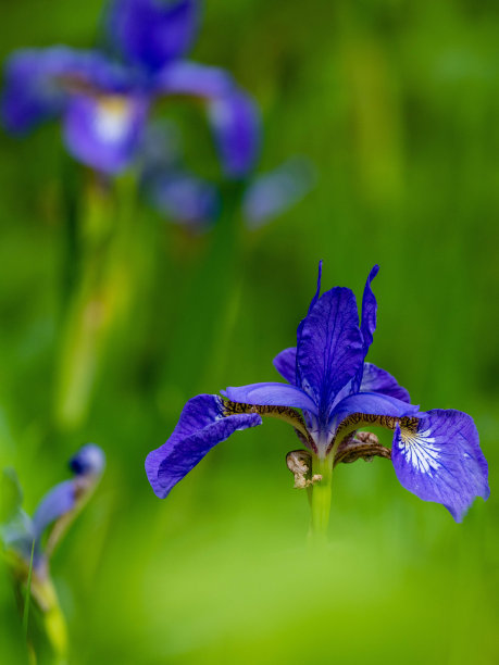 芦苇花