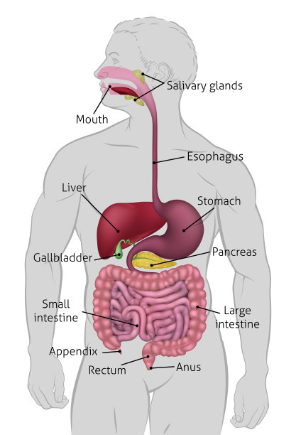 肝脏矢量图