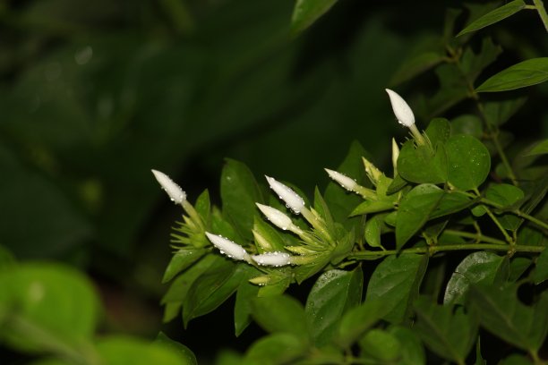 茉莉花树