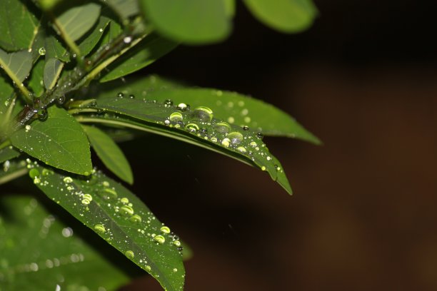 草地绿叶露水植物背景