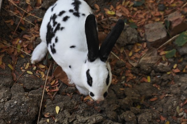 可爱兔子动物小白兔图片