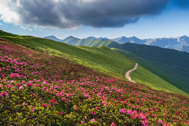 山野花草