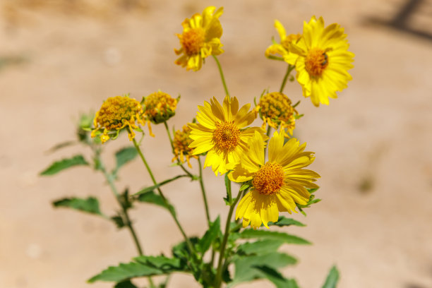 高清菊花