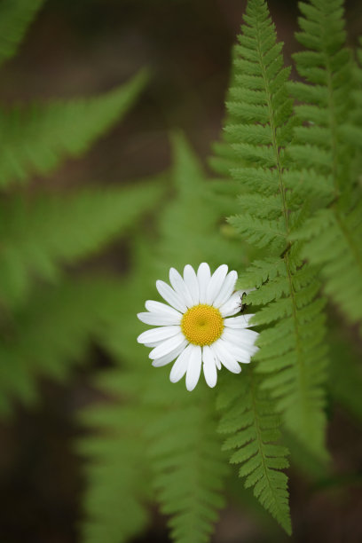 户外,季节,夏天