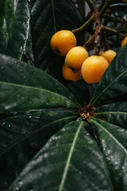 新鲜枇杷水果