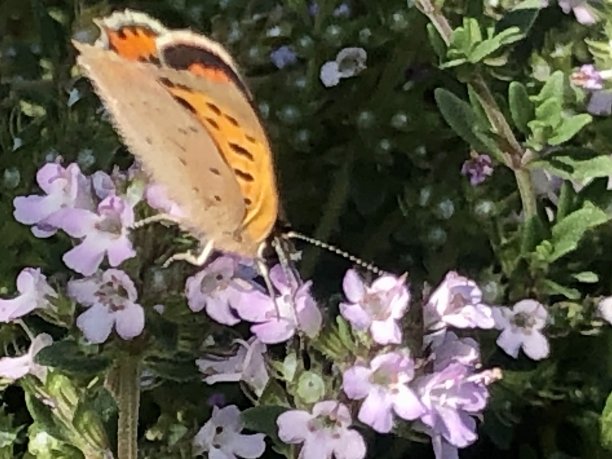 百里香开花