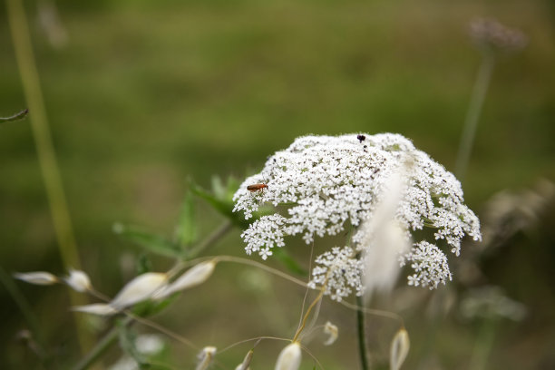 蚊子花