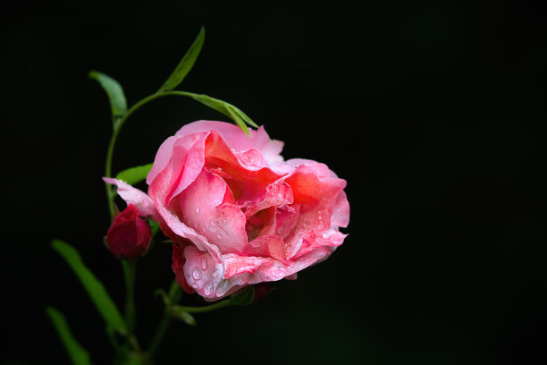 情人节花朵与爱心