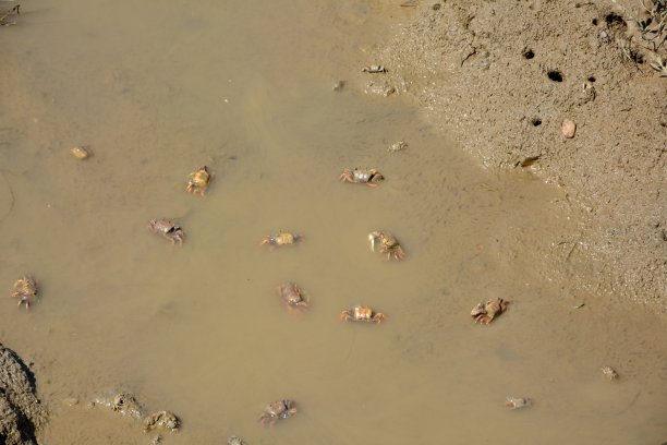 水蟹