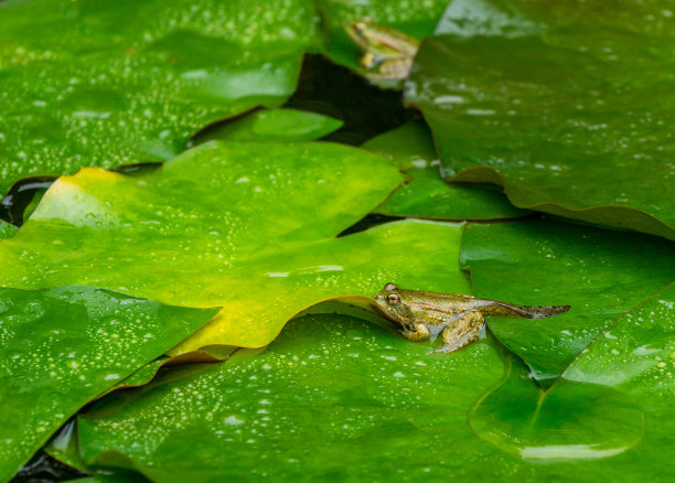 水草景观