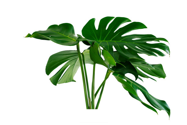 植物龟背竹