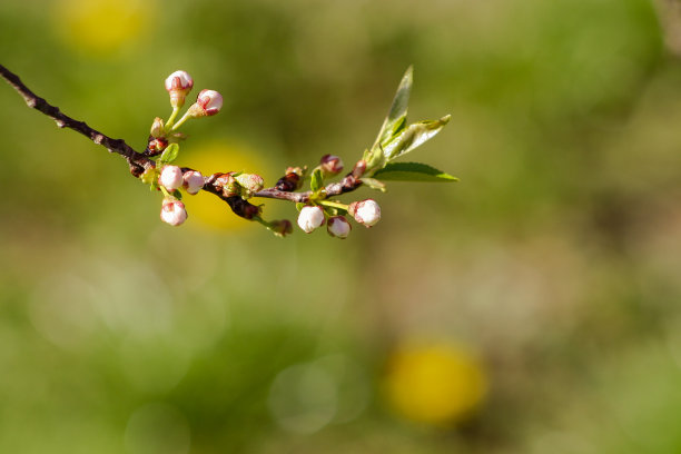 春花满树