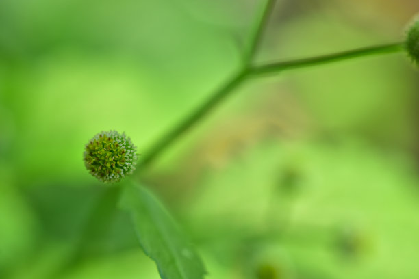 季节,白色,紫色