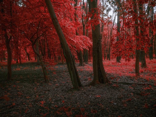 秋叶暗红色或橙色