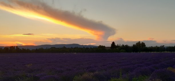 薰衣草花田全景