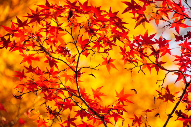 金色季节，秋色风景