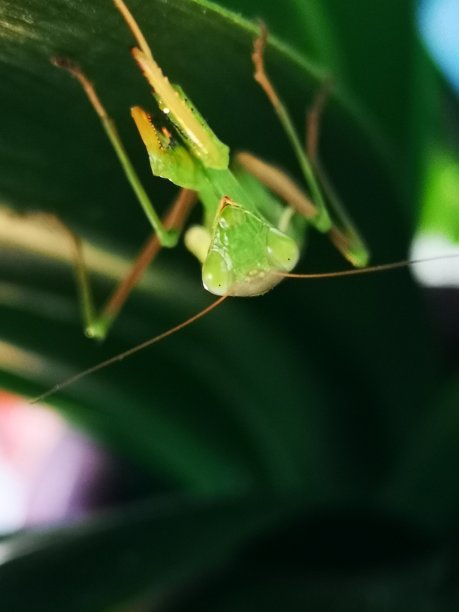 螳螂高清摄影