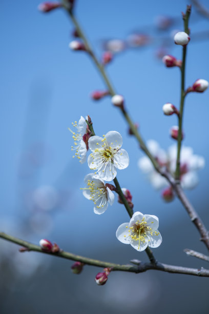 梅花特写