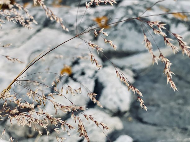 雪地花草图片