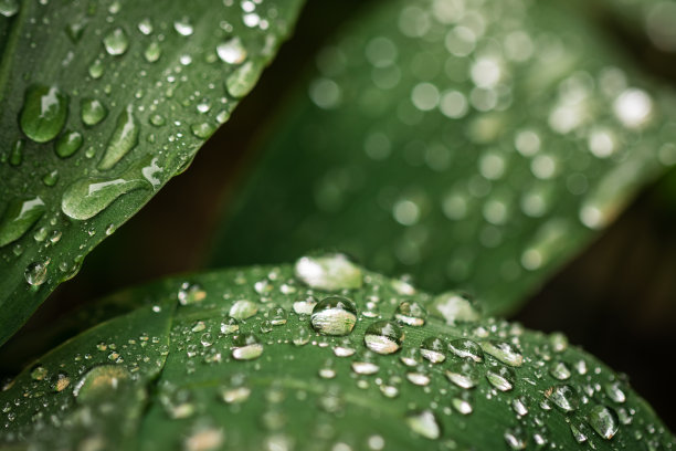 雨水图片