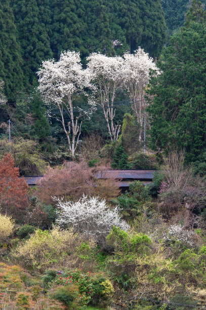 木兰老家